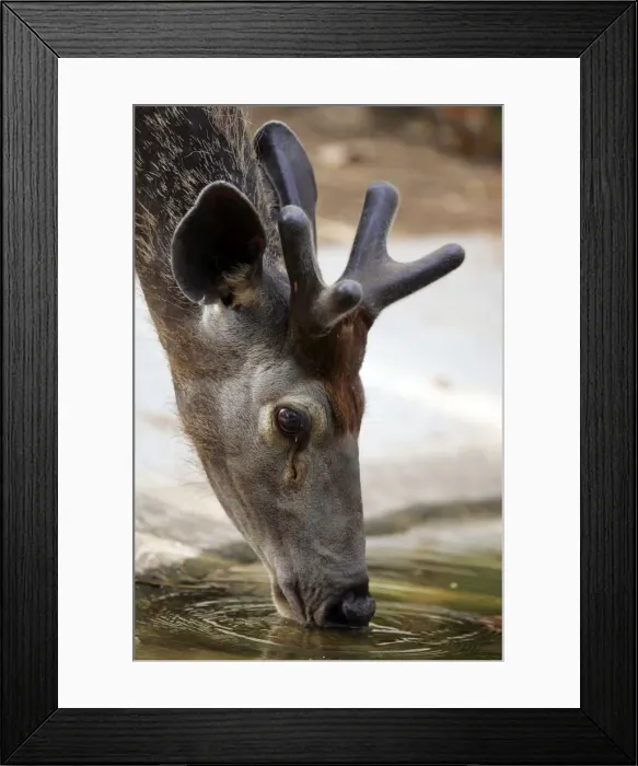 Framed Print : Sambar - Drinking Ranthambhore National Park, Rajasthan, India Framed Print : Sambar - Drinking Ranthambhore National Park, Rajasthan, India
