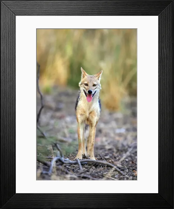 Framed Print : Golden Jackal Ranthambhore National Park, Rajasthan, India Framed Print : Golden Jackal Ranthambhore National Park, Rajasthan, India