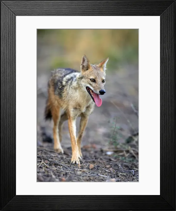 Framed Print : Golden Jackal Ranthambhore National Park, Rajasthan, India Framed Print : Golden Jackal Ranthambhore National Park, Rajasthan, India