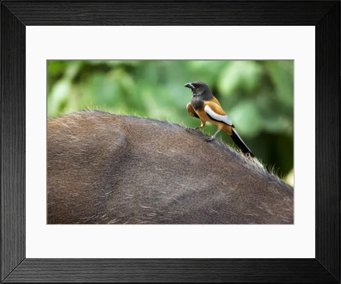 Framed Print : Rufous-billed treepie - On sambar (cervus unicolor) Ranthambhore National Park, Rajasthan, India Framed Print : Rufous-billed treepie - On sambar (cervus unicolor) Ranthambhore National Park, Rajasthan, India