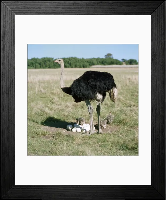 Framed Print : Ostrich - male at nest with eggs & chicks Framed Print : Ostrich - male at nest with eggs & chicks
