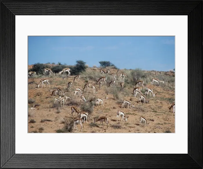 Framed Print : Springbok Kalahari Desert, Africa Framed Print : Springbok Kalahari Desert, Africa