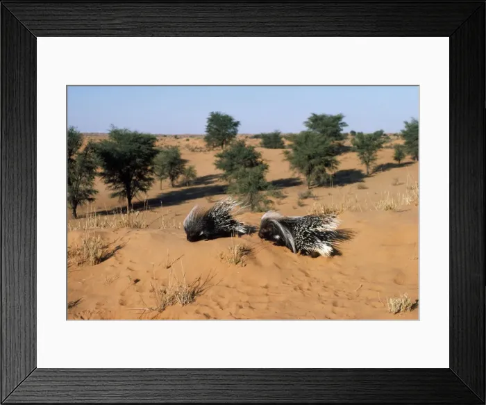 Framed Print : Cape Porcupine Kalahari desert, Southern Africa Framed Print : Cape Porcupine Kalahari desert, Southern Africa
