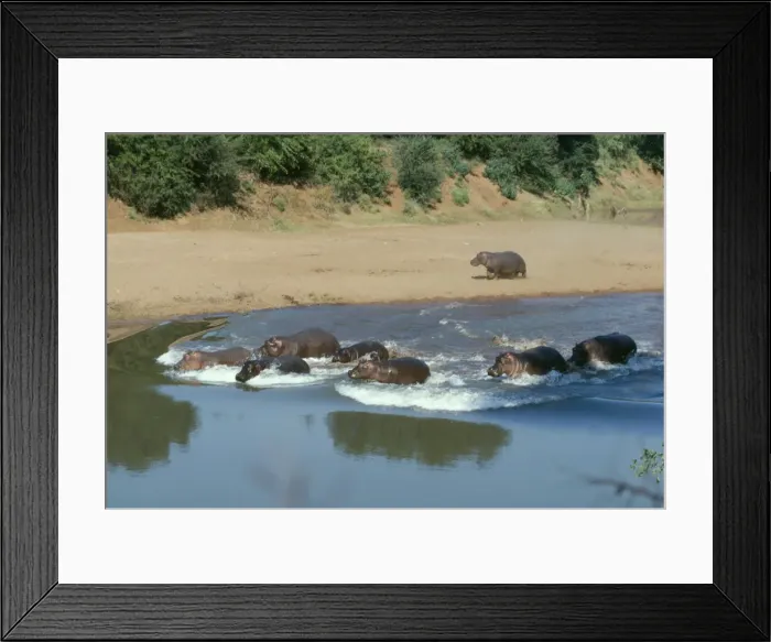 Framed Print : Hippopotamus Kruger National Park Framed Print : Hippopotamus Kruger National Park