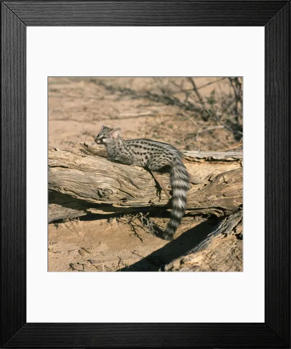Framed Print : Genet Kalahari, Africa Framed Print : Genet Kalahari, Africa