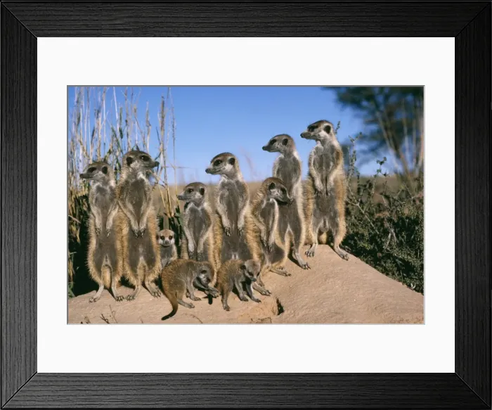 Framed Print : Suricate / Meerkat Bathe in sunshine, Kalahari Framed Print : Suricate / Meerkat Bathe in sunshine, Kalahari
