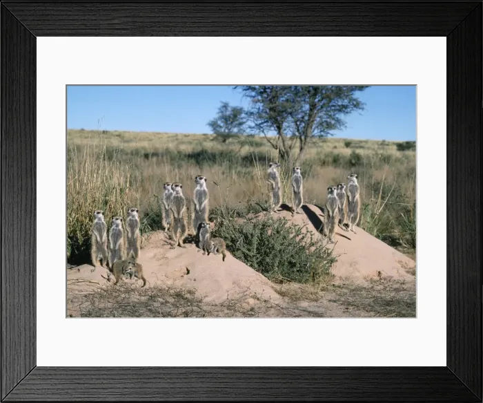Framed Print : Suricate / Meerkat - family, sunbathing in first light Kalahari, Africa Framed Print : Suricate / Meerkat - family, sunbathing in first light Kalahari, Africa