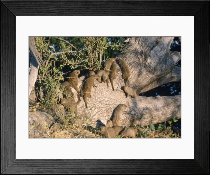 Framed Print : Banded Mongooses - sunbathing Mungos Mungo, Botswana, Africa Framed Print : Banded Mongooses - sunbathing Mungos Mungo, Botswana, Africa