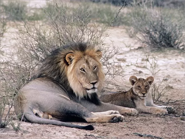 Lion - & cub Kalahari, Africa
