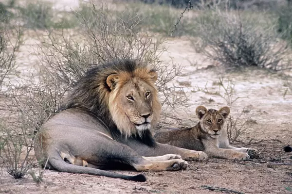 Lion - & cub Kalahari, Africa