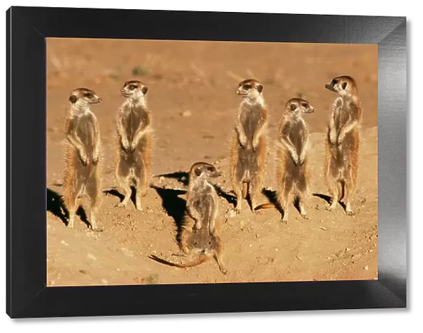 Suricate  /  Meerkat Sunning, Kalahari, South Africa