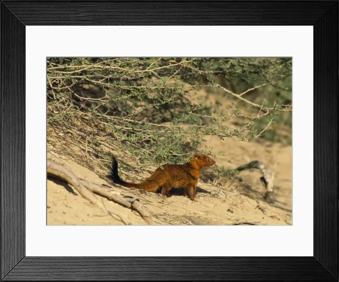 Framed Print : Slender Mongoose - red phase Kalahari Gemsbok Park, South Africa. Formerly Herpestes sanguinea Framed Print : Slender Mongoose - red phase Kalahari Gemsbok Park, South Africa. Formerly Herpestes sanguinea