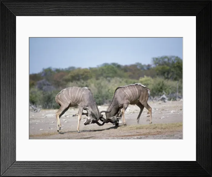 Framed Print : Greater Kudu - fighting Etosha National Park, Namibia, Africa Framed Print : Greater Kudu - fighting Etosha National Park, Namibia, Africa