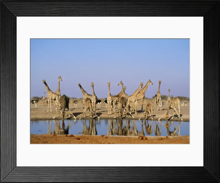 Framed Print : Giraffe - herd at waterhole Etosha National Park, Namibia, Africa Framed Print : Giraffe - herd at waterhole Etosha National Park, Namibia, Africa