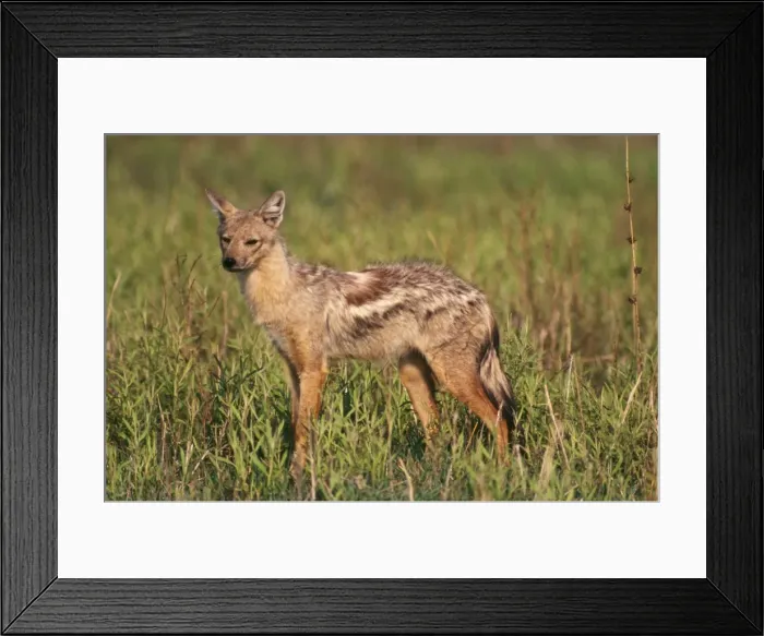 Framed Print : Sidestriped Jackal Chobe National Park, Botswana, Africa Framed Print : Sidestriped Jackal Chobe National Park, Botswana, Africa