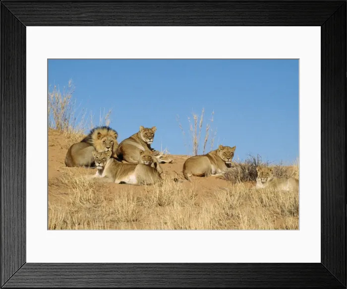 Framed Print : Lion - pride on dune Kalahari Gemsbok Park, South Africa Framed Print : Lion - pride on dune Kalahari Gemsbok Park, South Africa