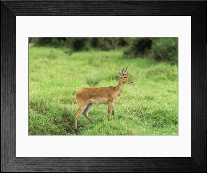 Framed Print : Bohor Reedbuck - ram Tanzania, Africa Framed Print : Bohor Reedbuck - ram Tanzania, Africa