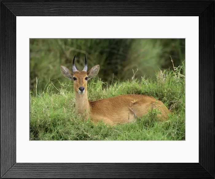 Framed Print : Bohor Reedbuck Tanzania, Africa Framed Print : Bohor Reedbuck Tanzania, Africa