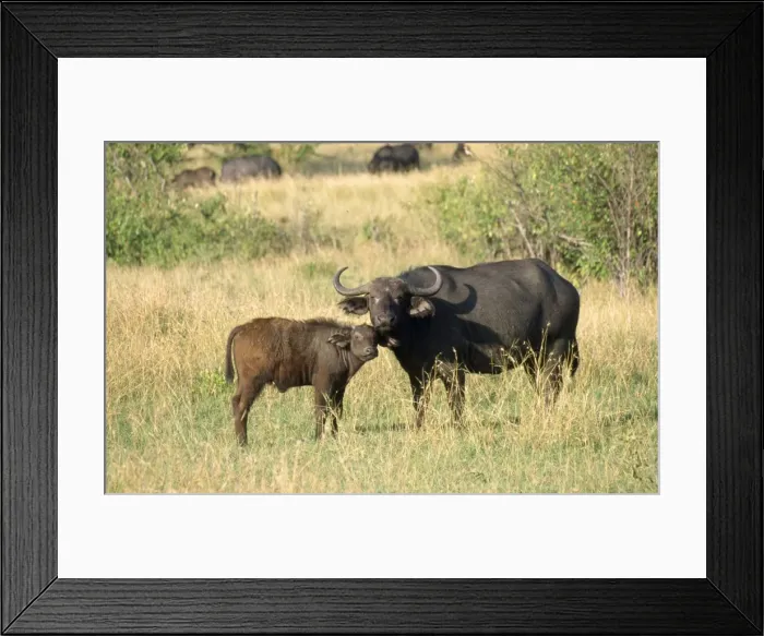 Framed Print : African Buffalo Maasai Mara, Kenya, Africa Framed Print : African Buffalo Maasai Mara, Kenya, Africa