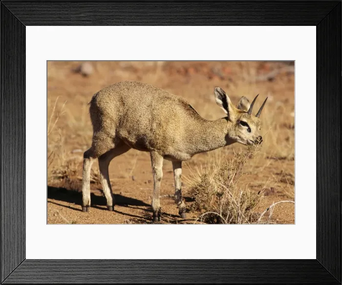 Framed Print : Klipspringer Augrabies National Park, South Africa Framed Print : Klipspringer Augrabies National Park, South Africa
