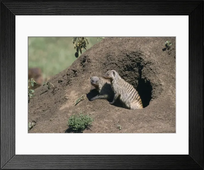 Framed Print : Banded Mongoose Maasai Mara, Kenya, Africa Framed Print : Banded Mongoose Maasai Mara, Kenya, Africa