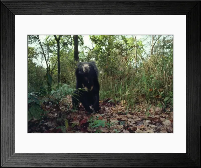Framed Print : Asiatic Black Bear Framed Print : Asiatic Black Bear