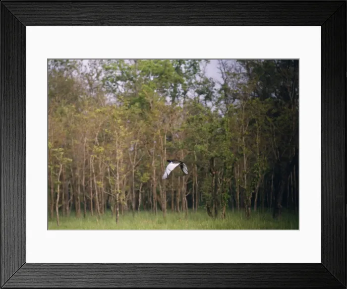 Framed Print : Bengal Florican Bardia, Nepal Framed Print : Bengal Florican Bardia, Nepal