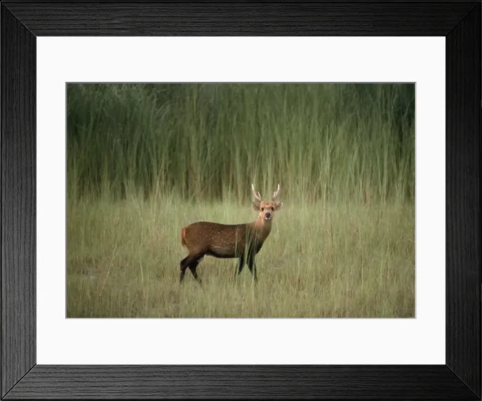 Framed Print : Hog Deer. CHM-564. HOG DEER. Axis porcinus Framed Print : Hog Deer. CHM-564. HOG DEER. Axis porcinus