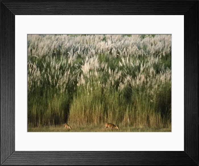 Framed Print : Hog Deer Nepal Framed Print : Hog Deer Nepal