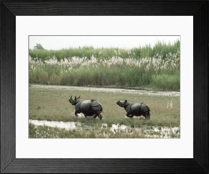 Framed Print : Indian Rhinoceros Chitwan National Park, Nepal Framed Print : Indian Rhinoceros Chitwan National Park, Nepal