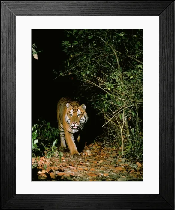 Framed Print : Tiger - in wild, at night. Royal Chitwan National Park, Nepal Framed Print : Tiger - in wild, at night. Royal Chitwan National Park, Nepal