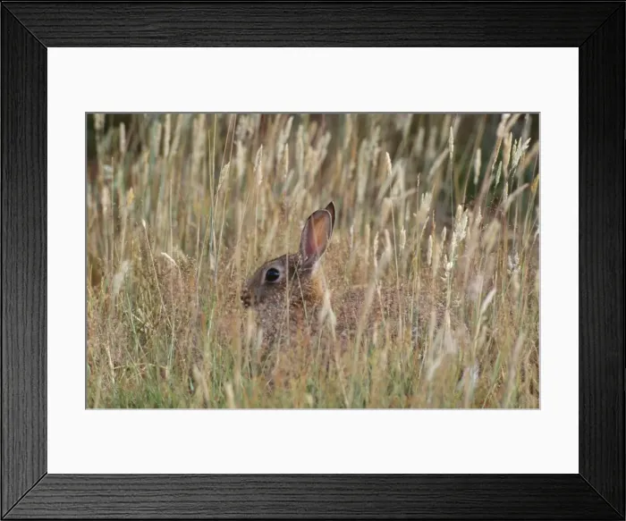 Framed Print : Common Rabbit Framed Print : Common Rabbit