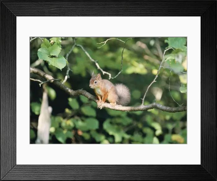 Framed Print : Red Squirrel Framed Print : Red Squirrel