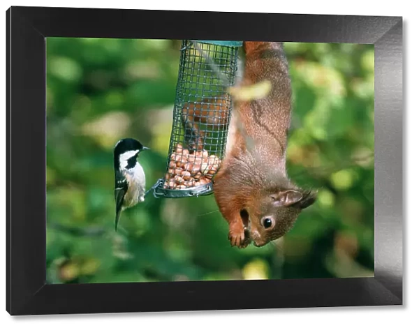 Red Squirrel - on feeder with bird