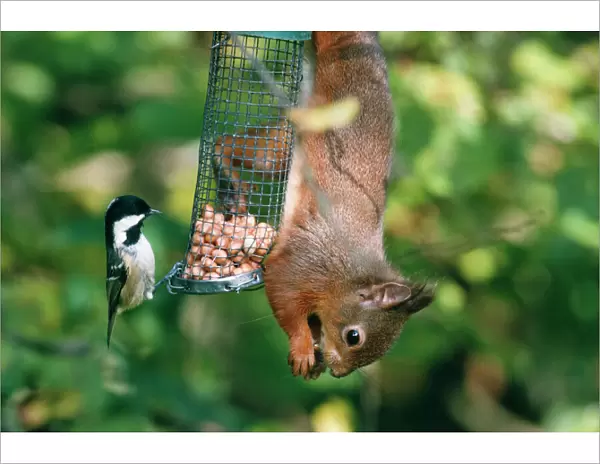 Red Squirrel - on feeder with bird