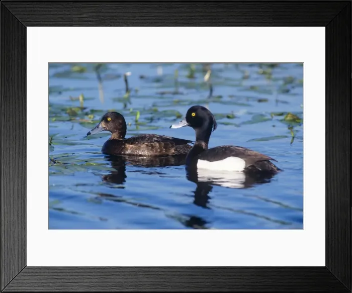 Framed Print : Tufted Duck - female & male Framed Print : Tufted Duck - female & male