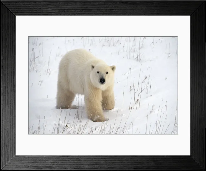 Framed Print : Polar Bear Framed Print : Polar Bear
