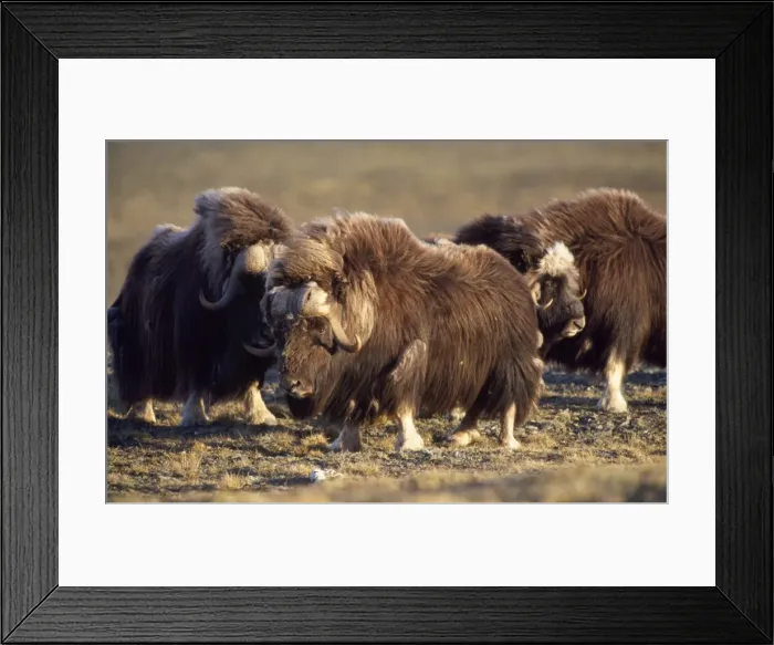 Framed Print : Muskox. CK-1789. Muskox. Ovibos moschatus Framed Print : Muskox. CK-1789. Muskox. Ovibos moschatus