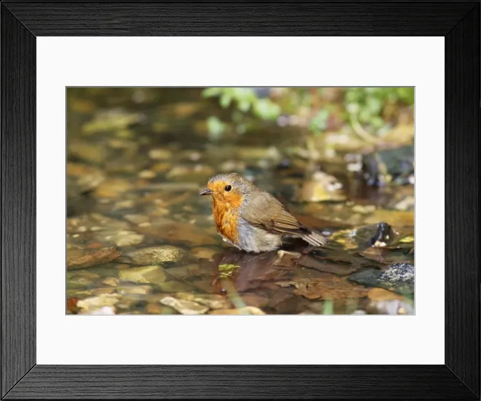 Framed Print : Robin. CK-1956. ROBIN. Erithacus rubecula Framed Print : Robin. CK-1956. ROBIN. Erithacus rubecula