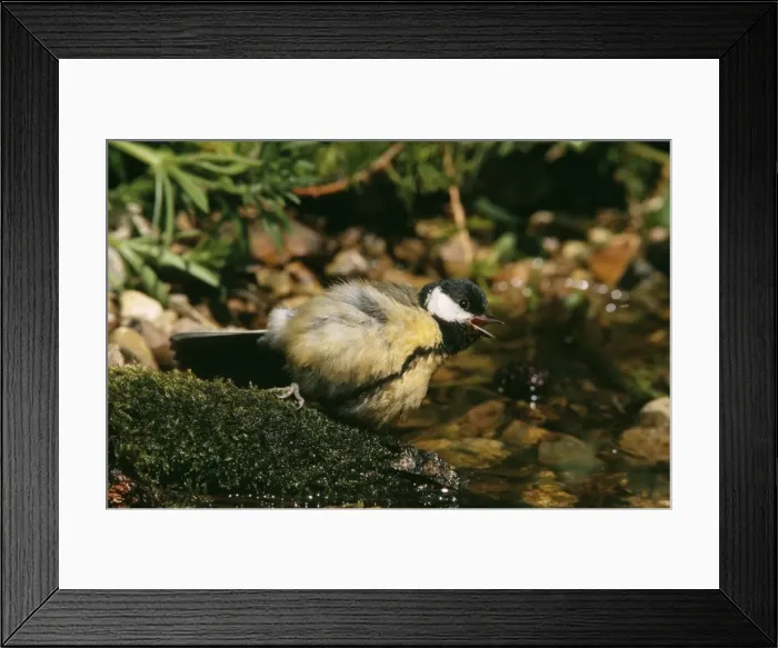 Framed Print : Great Tit. CK-2000. GREAT TIT. Parus major Framed Print : Great Tit. CK-2000. GREAT TIT. Parus major