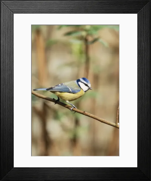 Framed Print : Blue Tit. CK-2005. BLUE TIT. Parus caeruleus Framed Print : Blue Tit. CK-2005. BLUE TIT. Parus caeruleus