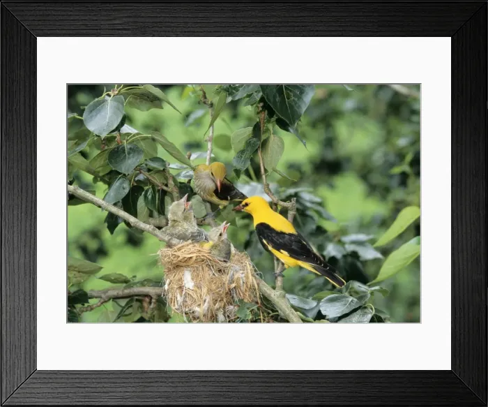 Framed Print : Golden Oriole - parents feeding young Framed Print : Golden Oriole - parents feeding young