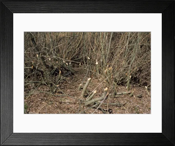 Framed Print : Beaver Damage Framed Print : Beaver Damage