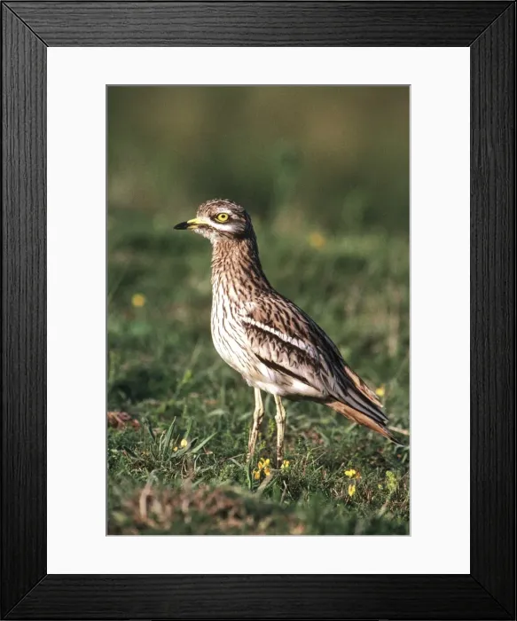 Framed Print : Stone Curlew Burhinus oedicnemus Framed Print : Stone Curlew Burhinus oedicnemus
