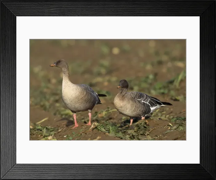 Framed Print : Pink-footed Goose - two. UK Framed Print : Pink-footed Goose - two. UK