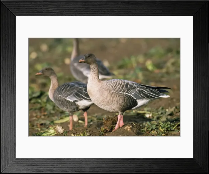 Framed Print : Pink-footed Goose Framed Print : Pink-footed Goose