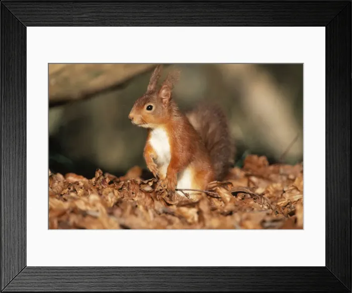 Framed Print : Red Squirrel Framed Print : Red Squirrel