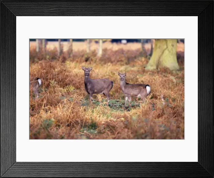 Framed Print : Sika Deer. CK-2504. Sika Deer. Cervus nippon Framed Print : Sika Deer. CK-2504. Sika Deer. Cervus nippon