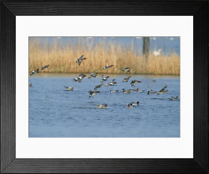 Framed Print : Wigeon Duck Framed Print : Wigeon Duck