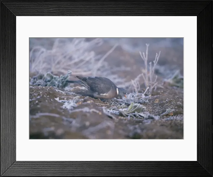 Framed Print : Wood Pigeon - Feeding on ground Framed Print : Wood Pigeon - Feeding on ground